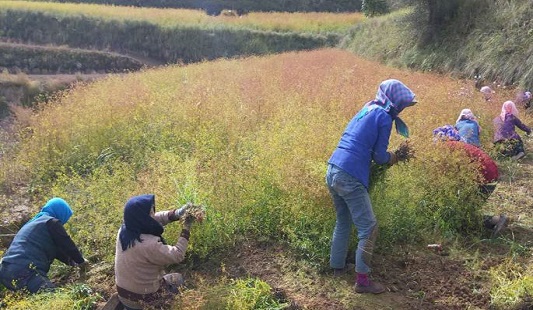 黃芩規(guī)范化種植基地